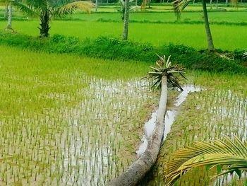 Scenic view of grassy field