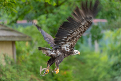 Bird flying in a forest