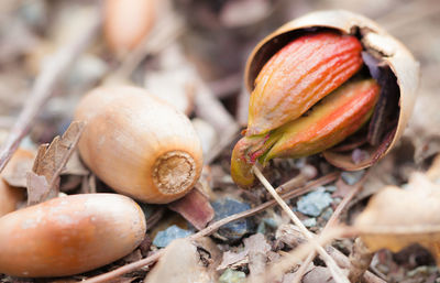 Close-up of shells on field