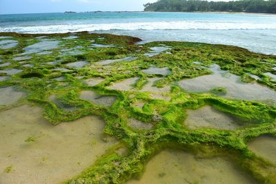 Plants growing on beach