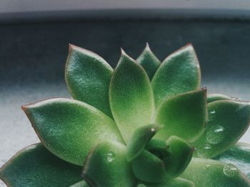 Close up of green leaves