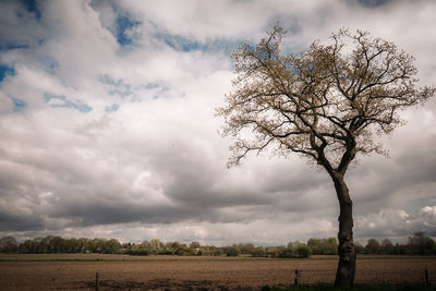 Tree on field against sky