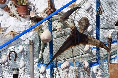 Low angle view of birds on wall