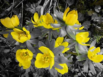 Close-up of yellow crocus