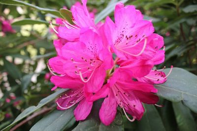 Close-up of pink flower