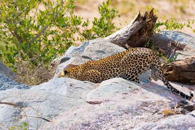 Lizard relaxing on rock