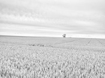Scenic view of wheat field against sky