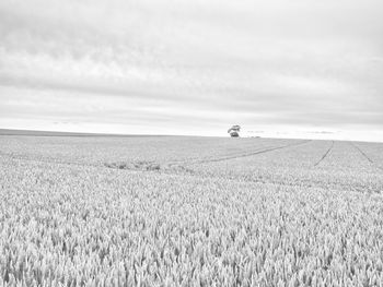 Scenic view of wheat field against sky