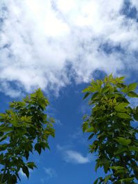 Low angle view of tree against sky
