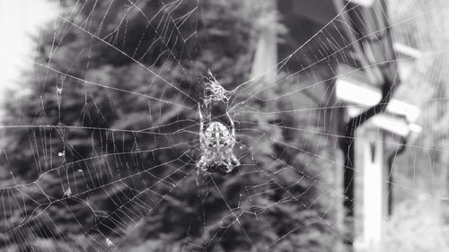 spider web