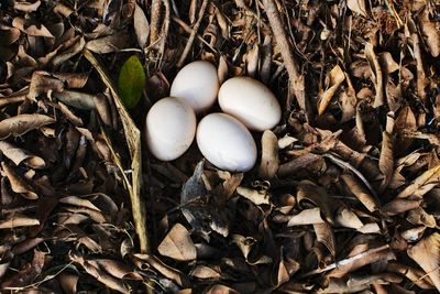 High angle view of eggs on field