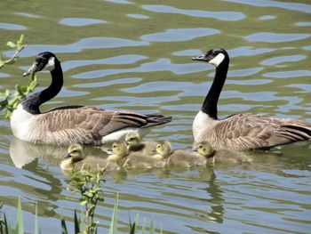 Ducks in a lake