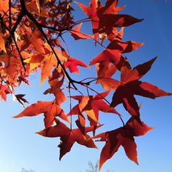 Low angle view of maple tree against sky