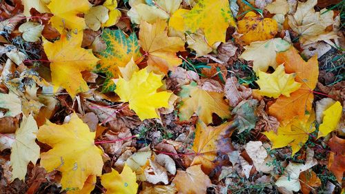 Full frame shot of yellow maple leaves