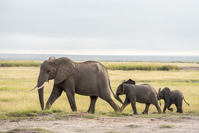 Elephants drinking water