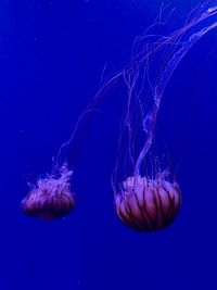 Close-up of jellyfish swimming in sea