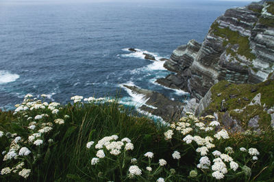 Scenic view of sea and rock formations with wildflowers on foreground