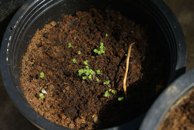 High angle view of potted plant