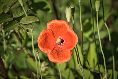 Close-up of orange poppy on plant