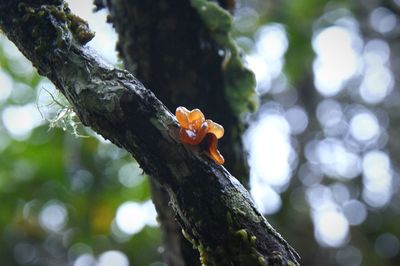 Low angle view of a tree