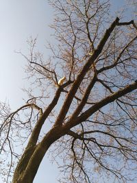 Low angle view of bare tree against sky