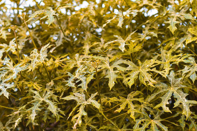 Full frame shot of leaves on plant