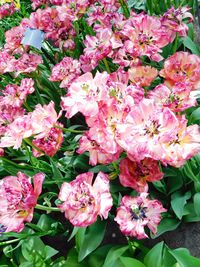 Close-up of pink flowering plants