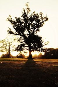 Sun shining through trees on field