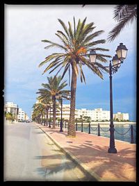 Palm trees against the sky