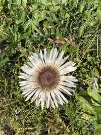 High angle view of flowering plant on field