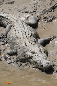 High angle view of crocodile in sea