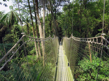 Bridge in forest