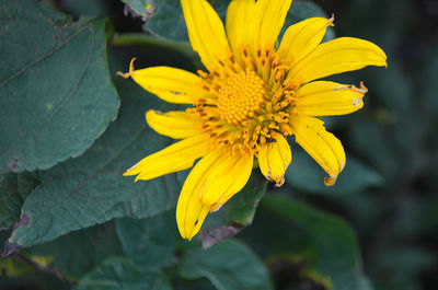 Close-up of yellow flowers