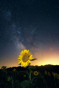 Sunflowers on field against sky at night