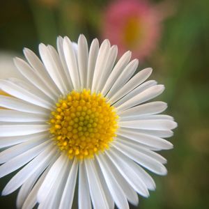 Close-up of white daisy flower