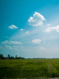 Scenic view of paddy field against sky in malaysia.