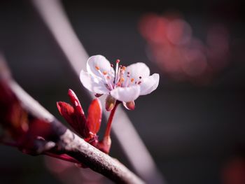 Close-up of tiny cherry blossom with white petals and red leaves