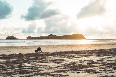 Small kangaroo at beach against cloudy sky during sunrise