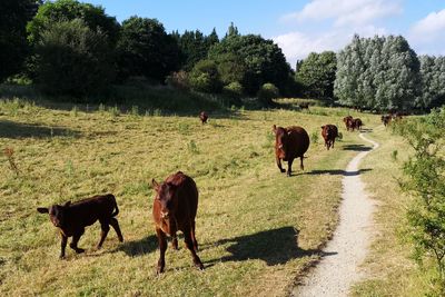 Cows grazing in a field