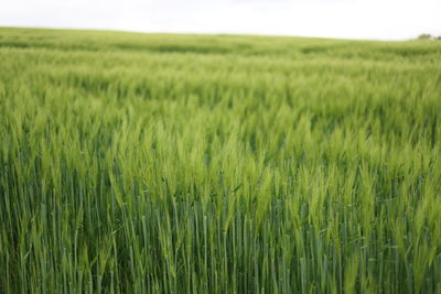Crops growing on field