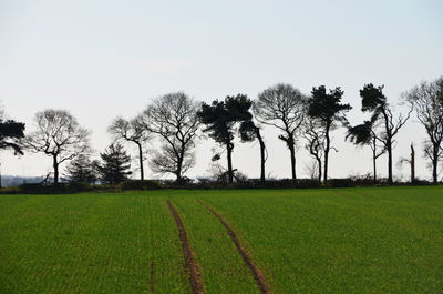 Scenic view of grassy field against clear sky