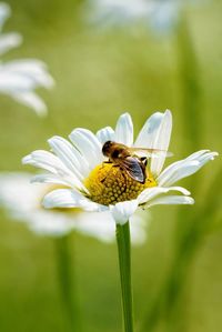 Close-up of bee pollinating on flower