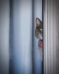 Close-up of cat looking through window