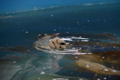 View of turtle in sea