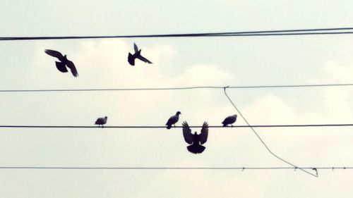 Low angle view of silhouette birds flying against sky