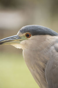 Close up of a black-crowned night heron