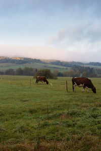 Horses grazing in a field