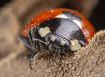 Tiny red ladybug with 4 spots on brown leaf