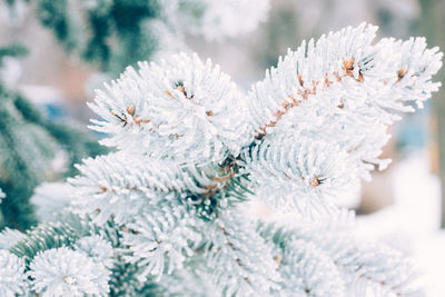 Close-up of snow covered pine tree