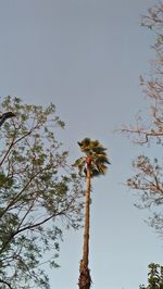 Low angle view of coconut palm tree against clear sky